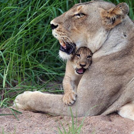 Umlani Bushcamp Villa Timbavati viltreservat Exteriör bild