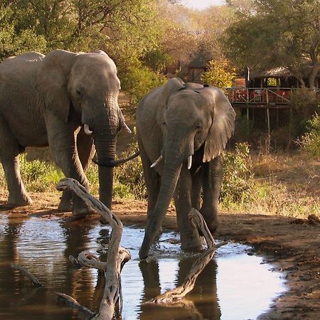 Umlani Bushcamp Villa Timbavati viltreservat Exteriör bild