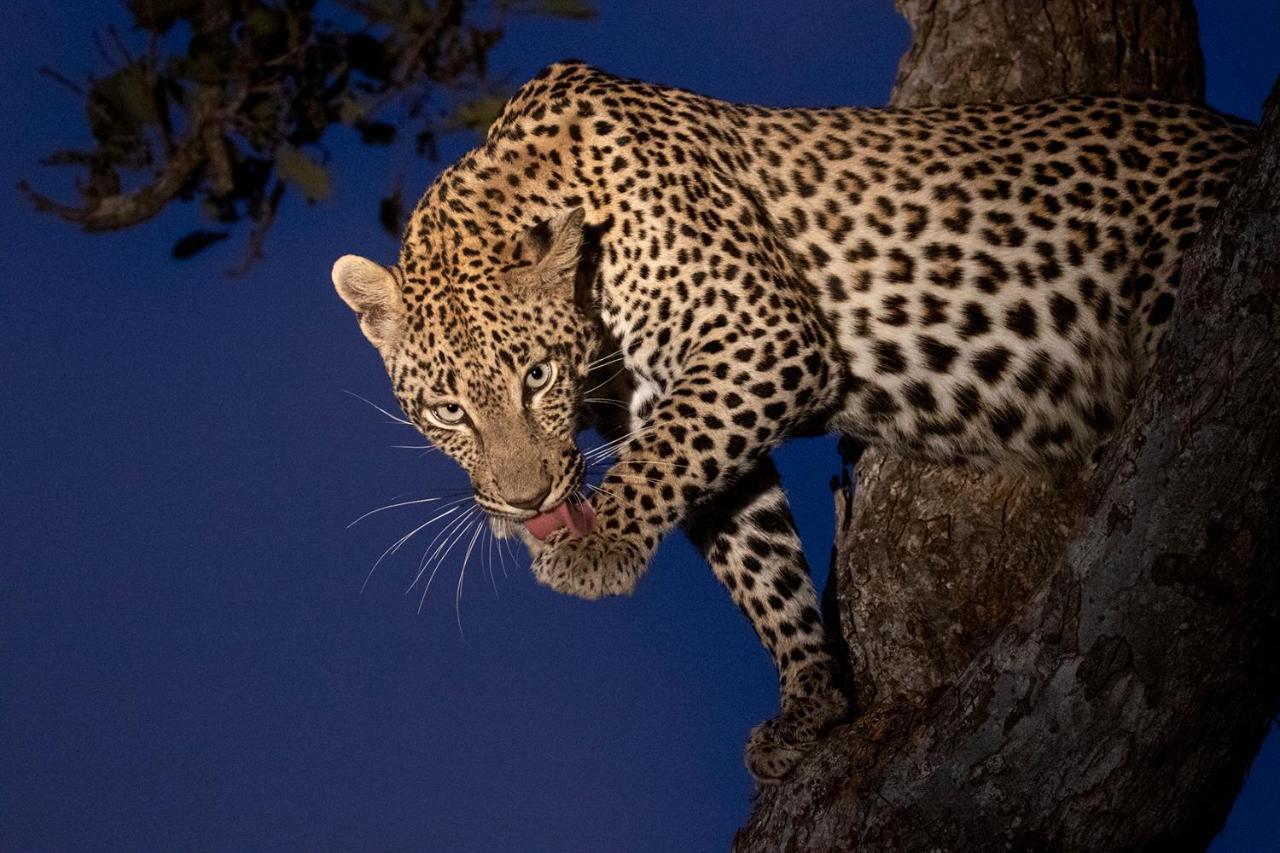 Umlani Bushcamp Villa Timbavati viltreservat Exteriör bild