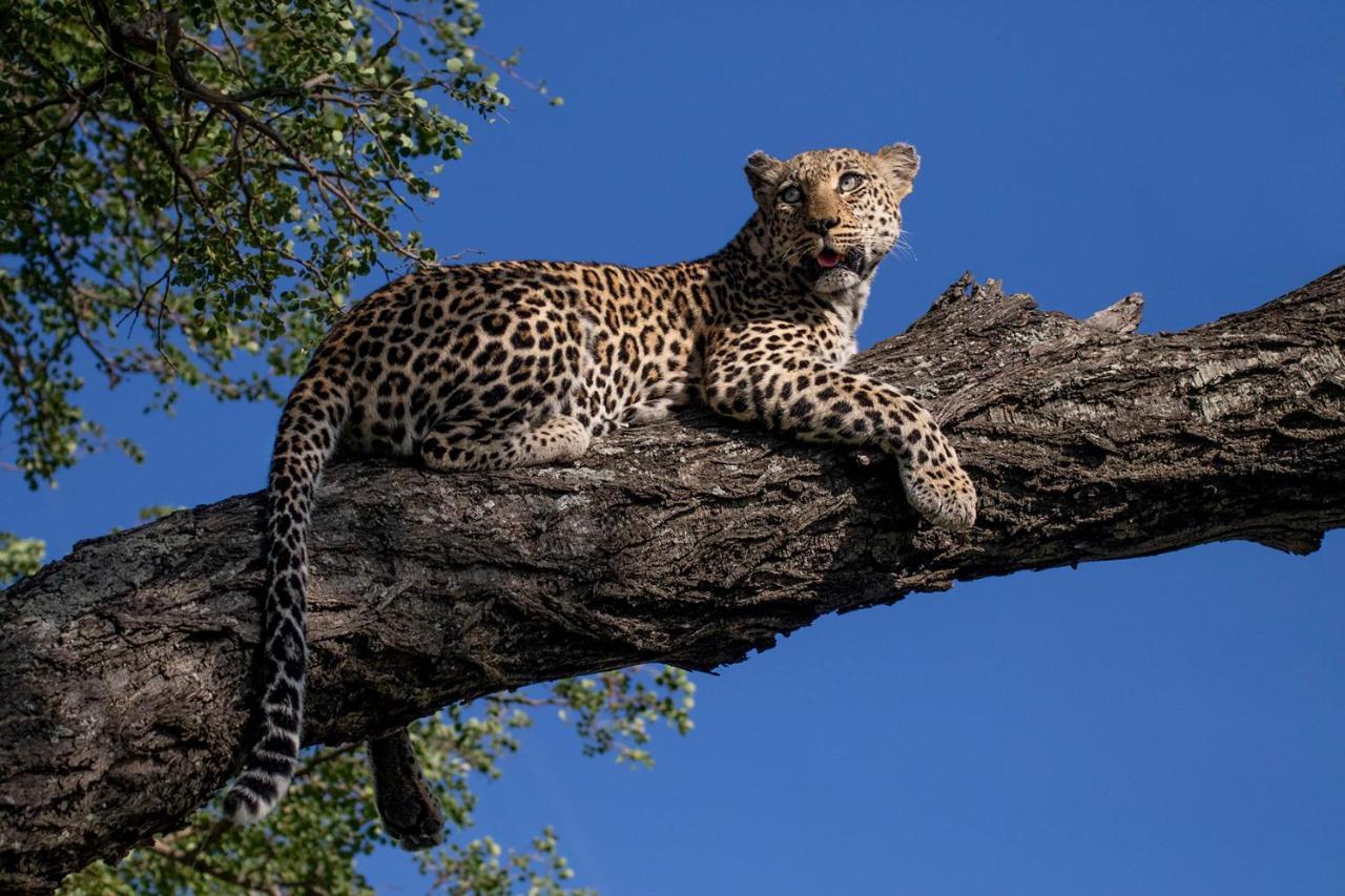 Umlani Bushcamp Villa Timbavati viltreservat Exteriör bild