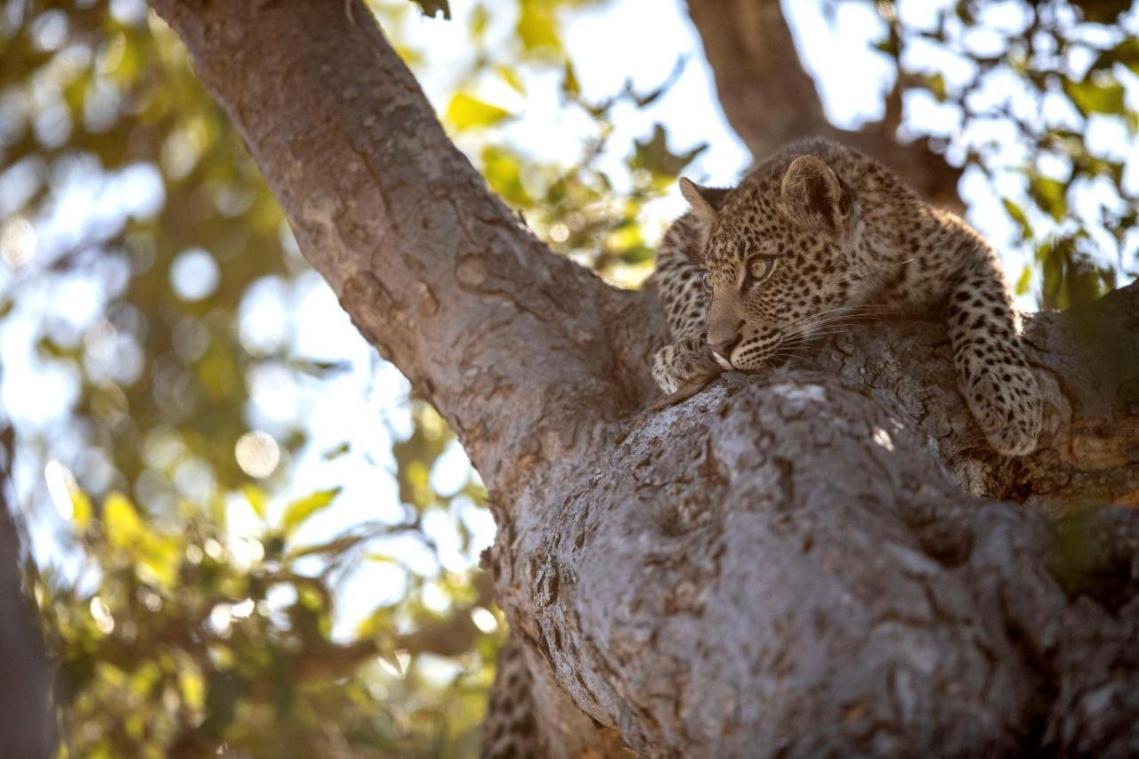 Umlani Bushcamp Villa Timbavati viltreservat Exteriör bild