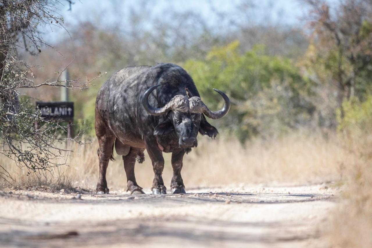 Umlani Bushcamp Villa Timbavati viltreservat Exteriör bild
