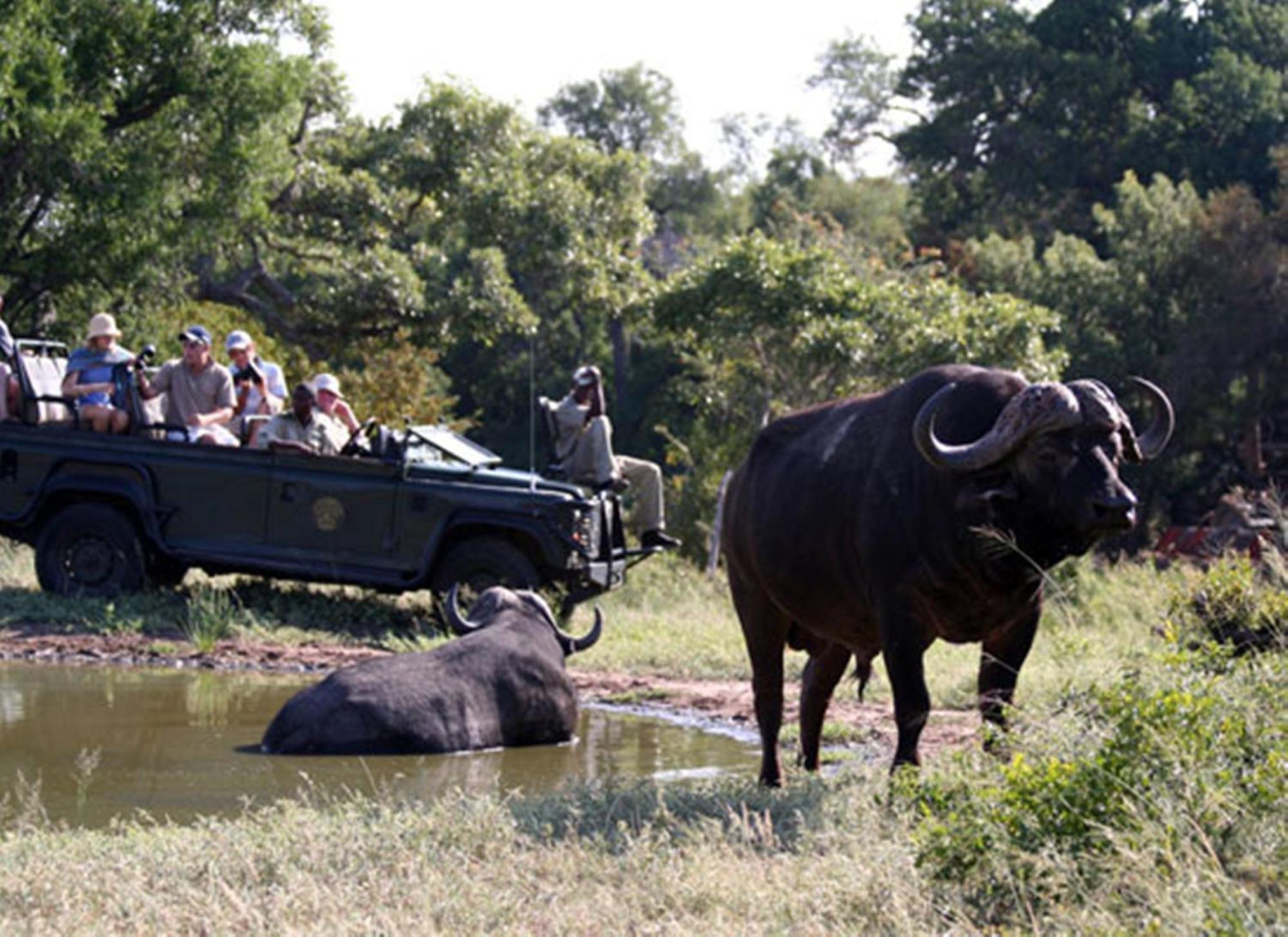 Umlani Bushcamp Villa Timbavati viltreservat Exteriör bild