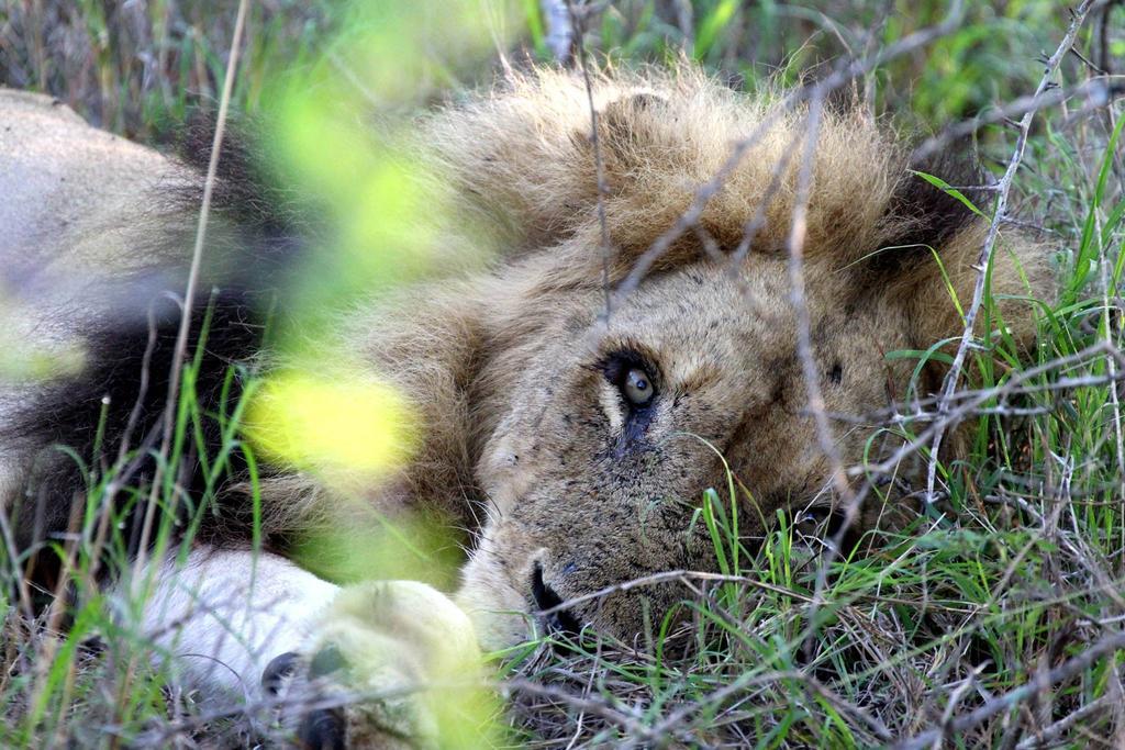 Umlani Bushcamp Villa Timbavati viltreservat Exteriör bild