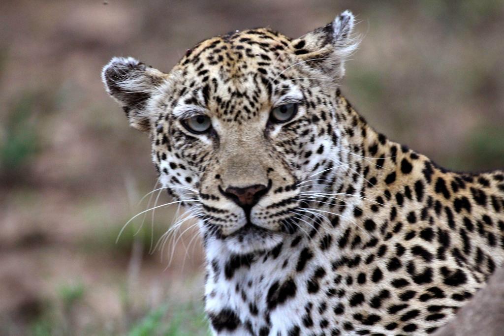 Umlani Bushcamp Villa Timbavati viltreservat Exteriör bild