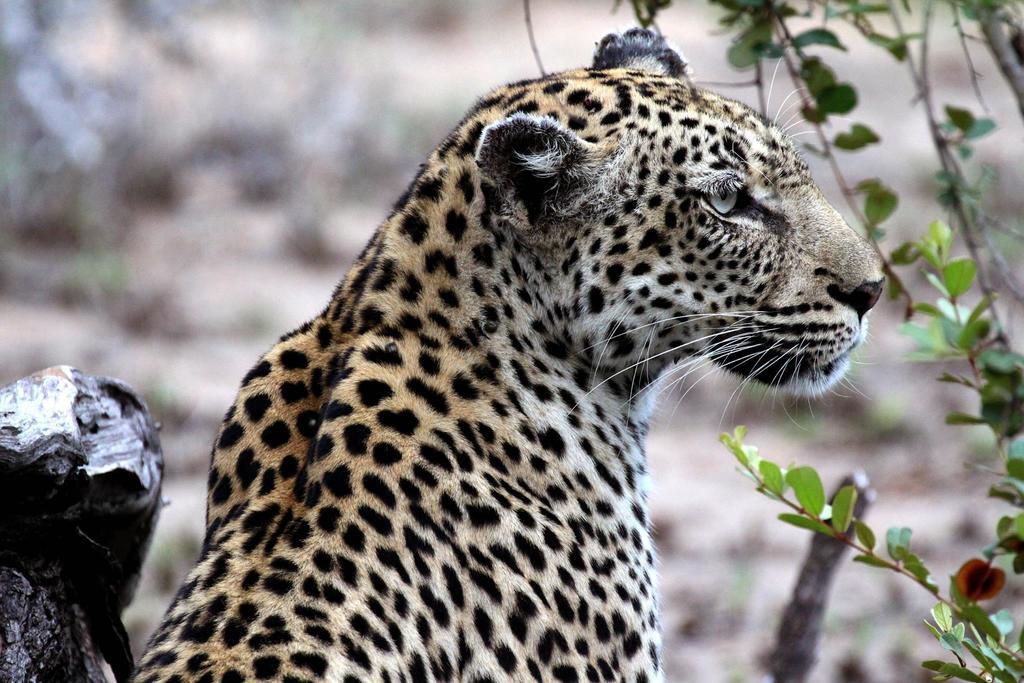 Umlani Bushcamp Villa Timbavati viltreservat Exteriör bild