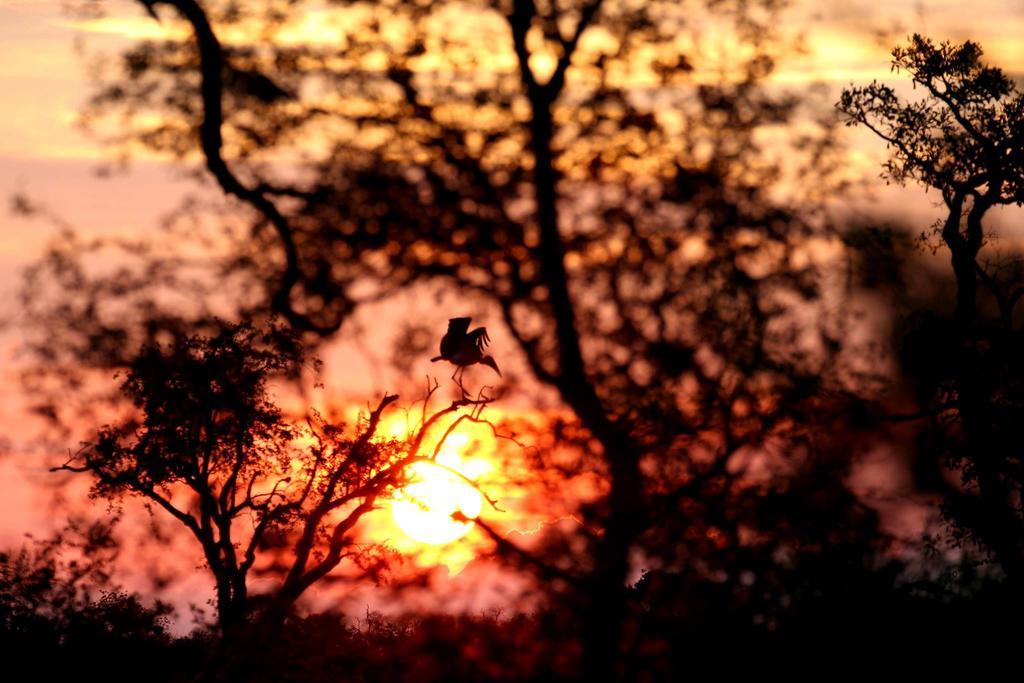 Umlani Bushcamp Villa Timbavati viltreservat Exteriör bild