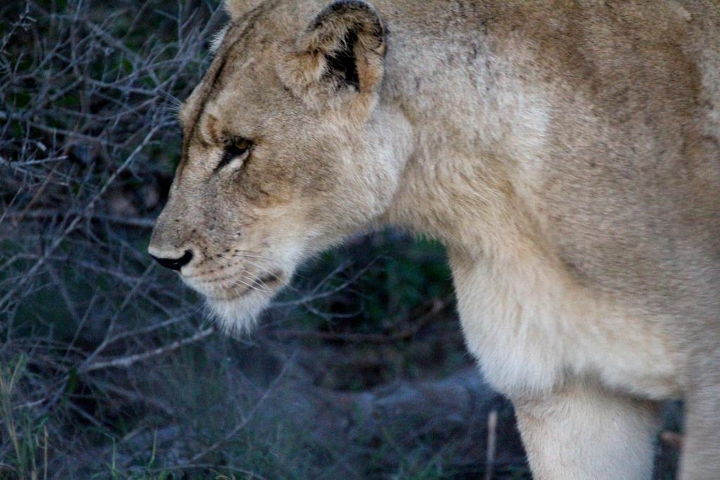Umlani Bushcamp Villa Timbavati viltreservat Exteriör bild